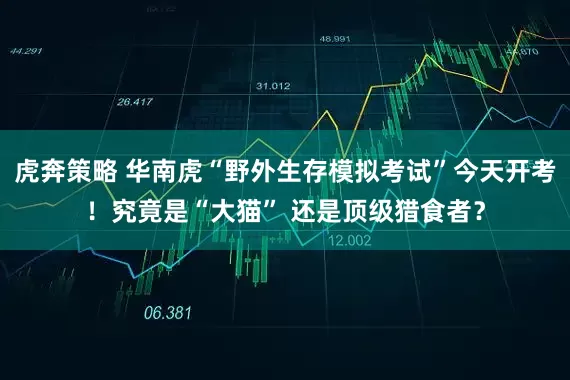 虎奔策略 华南虎“野外生存模拟考试”今天开考！究竟是“大猫” 还是顶级猎食者？